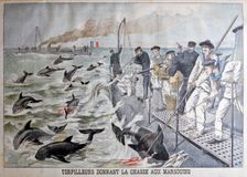 French torpedo boat's hunting porpoises, 1903