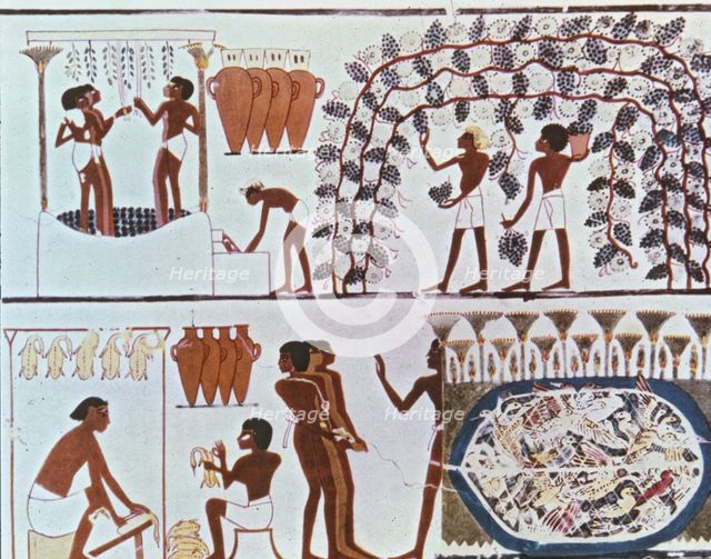 Fresco from the tomb of Nakht with wine harvest scene and bird hunting in a swamp, belonging to t…
