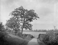 Fresh pond, Cambridge, Mass., between 1900 and 1920. Creator: Unknown