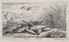 Fresh Water Fish, Part II: Epelanus, L Esplan. Creator: Albert Flamen (Flemish, c. 1620-1669)