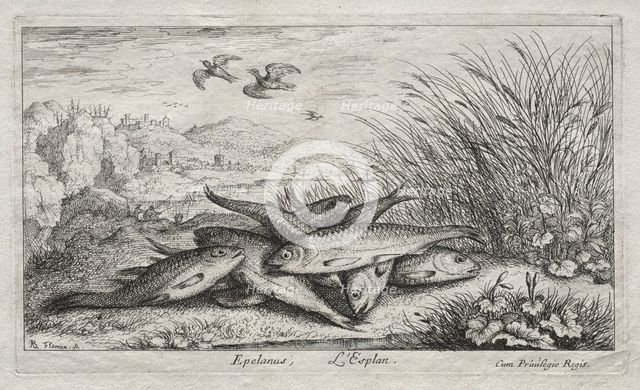 Fresh Water Fish, Part II: Epelanus, L Esplan. Creator: Albert Flamen (Flemish, c. 1620-1669).