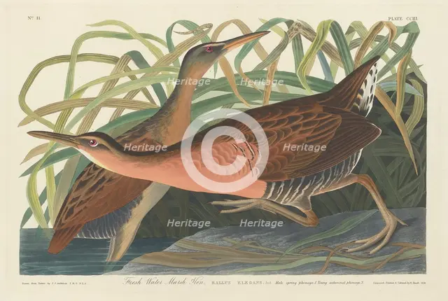 Fresh Water Marsh Hen, 1834. Creator: Robert Havell.