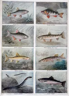 Freshwater fish, 1897. Creator: F Meaulle