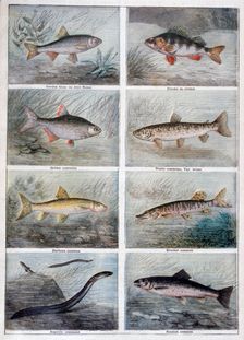 Freshwater fish, 1897. Creator: F Meaulle