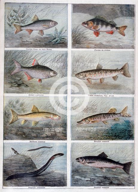 Freshwater fish, 1897. Creator: F Meaulle.