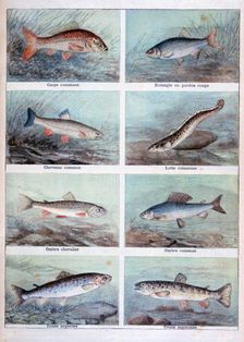 Freshwater fish, 1898. Creator: F Meaulle