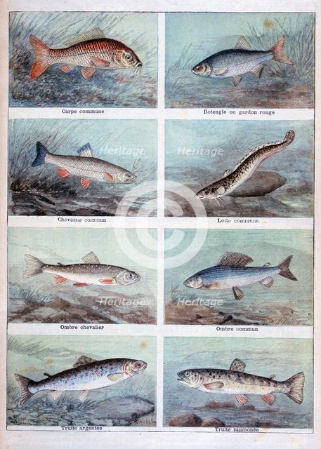 Freshwater fish, 1898.  Creator: F Meaulle.