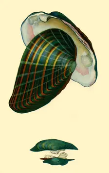 Freshwater mussel, 1801, (1946). Creator: Unknown