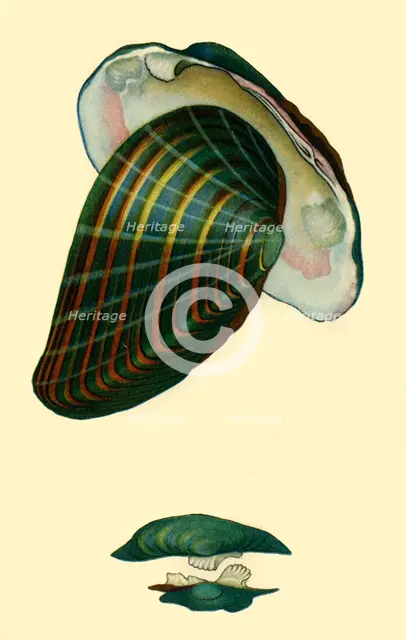 Freshwater mussel, 1801, (1946).  Creator: Unknown.