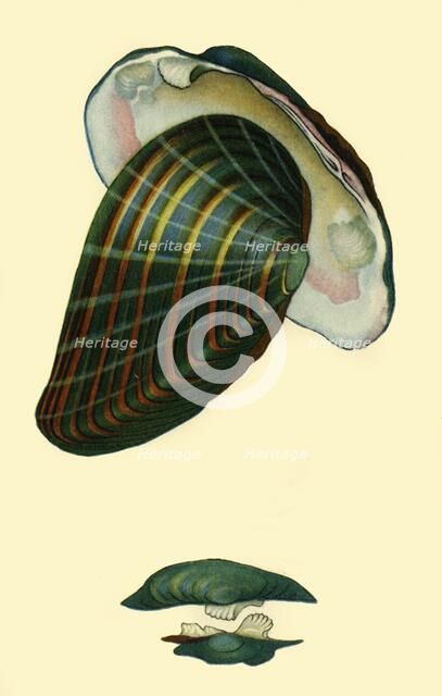 Freshwater mussel, 1801, (1946).  Creator: Unknown.