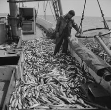 Freshly-caught mackerel gasping and flapping on the deck of a..., Gloucester, Massachusetts, 1943. Creator: Gordon Parks