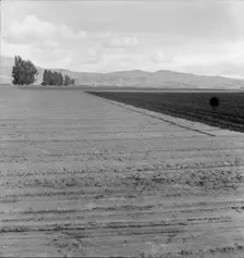 Freshly-plowed sugar beet field near King City, scale of farm operations in California, 1936. Creator: Dorothea Lange