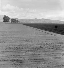 Freshly-plowed sugar beet field near King City, scale of farm operations in California, 1936. Creator: Dorothea Lange