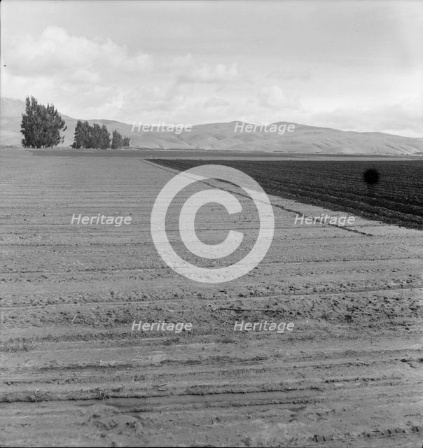 Freshly-plowed sugar beet field near King City, scale of farm operations in California, 1936. Creator: Dorothea Lange.