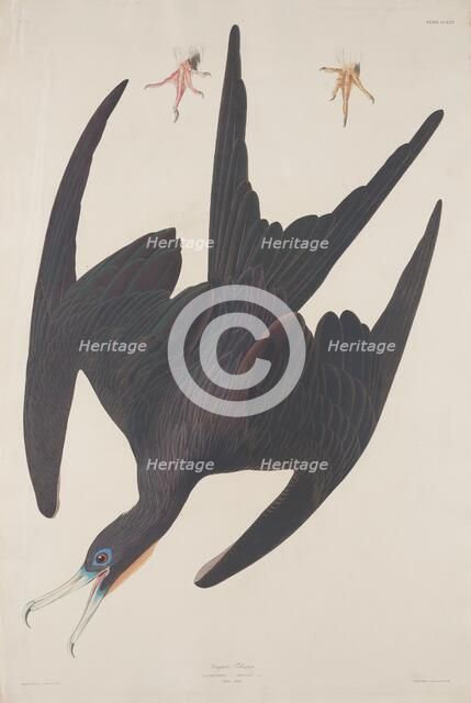 Frigate Pelican, 1835. Creator: Robert Havell.