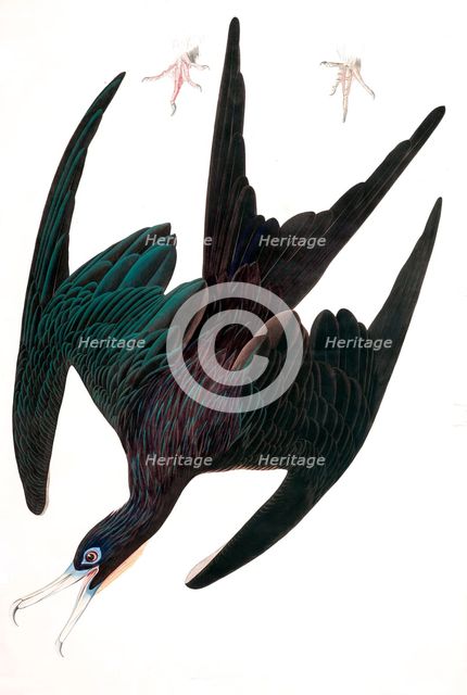 Frigate Pelican,  Tachypetes Aquilis, 1845.