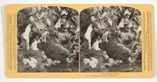 Frightened most to death, 1870/89. Creator: Henry Hamilton Bennett