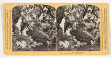 Frightened most to death, 1870/89. Creator: Henry Hamilton Bennett