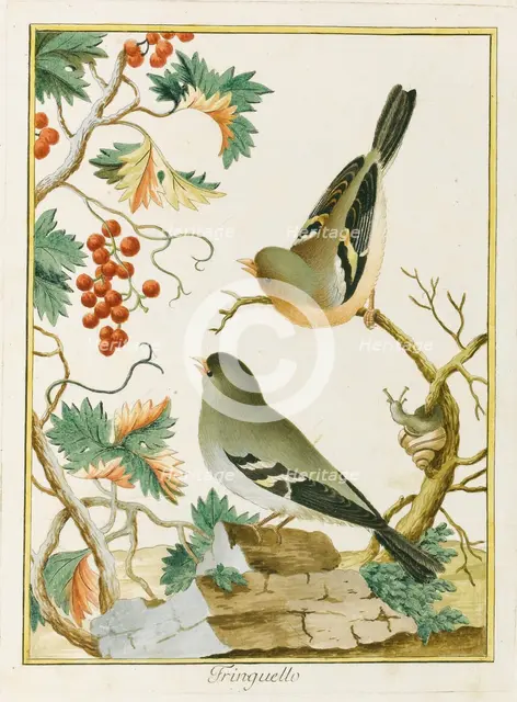 Fringuello (Finch). From Ornitologia dell'Europa Meridionale, 1772. Creator: Bernini, Clemente (active ca 1770).