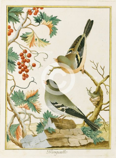 Fringuello (Finch). From Ornitologia dell'Europa Meridionale, 1772. Creator: Bernini, Clemente (active ca 1770).