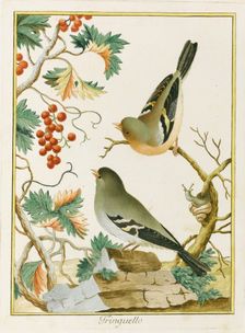 Fringuello (Finch). From Ornitologia dell'Europa Meridionale, 1772. Creator: Bernini, Clemente (active ca 1770)