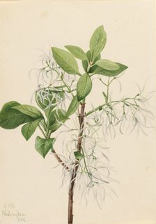 Fringe Tree (Chionanthus virginica), 1922. Creator: Mary Vaux Walcott