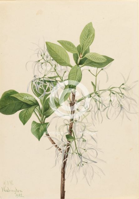 Fringe Tree (Chionanthus virginica), 1922. Creator: Mary Vaux Walcott.