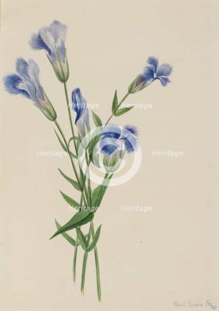 Fringed Gentian (Gentiana crinita), 1905. Creator: Mary Vaux Walcott.