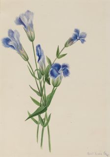 Fringed Gentian (Gentiana crinita), 1905. Creator: Mary Vaux Walcott