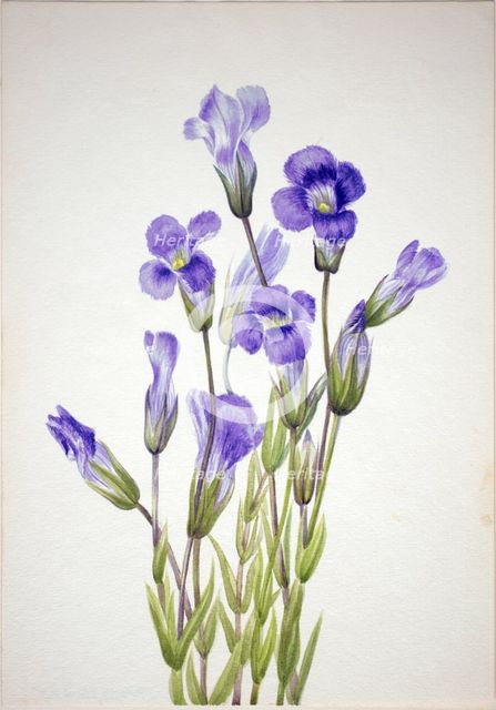 Fringed Gentian (Gentiana elegana), 1933. Creator: Mary Vaux Walcott.