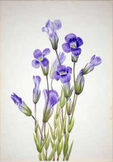 Fringed Gentian (Gentiana elegana), 1933. Creator: Mary Vaux Walcott