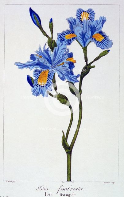 Fringed Iris, pub. 1836. Creator: Panacre Bessa (1772-1846).