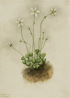 Fringed Parnassia (Parnassia fimbriata), 1905. Creator: Mary Vaux Walcott