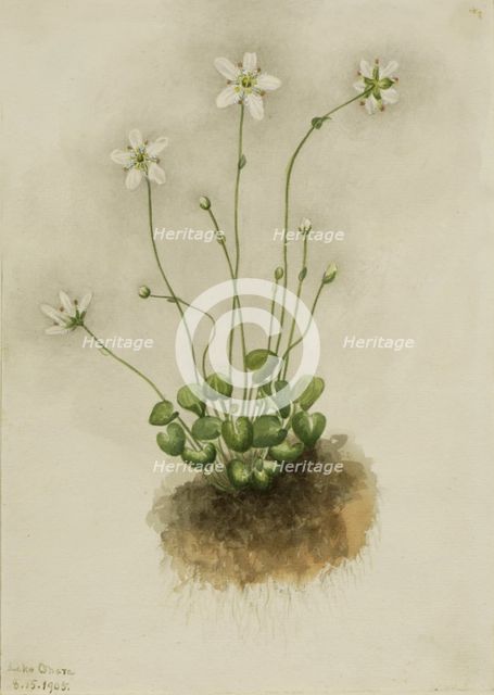 Fringed Parnassia (Parnassia fimbriata), 1905. Creator: Mary Vaux Walcott.