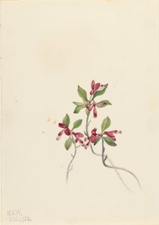 Fringed Polygala (Polygala paucifolia), 1920. Creator: Mary Vaux Walcott