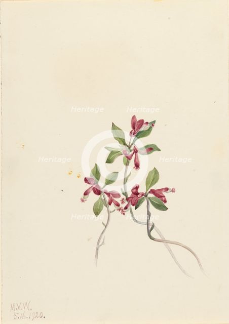 Fringed Polygala (Polygala paucifolia), 1920. Creator: Mary Vaux Walcott.