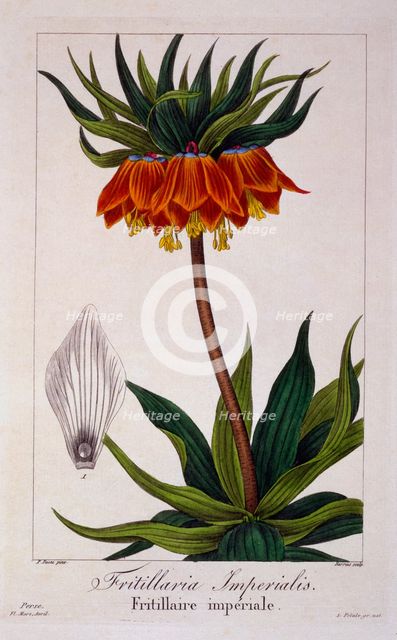 Fritillaria imperialis, pub. 1836. Creator: Panacre Bessa (1772-1846).