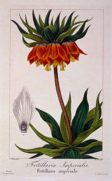Fritillaria imperialis, pub. 1836. Creator: Panacre Bessa (1772-1846)