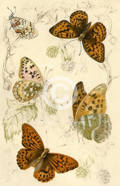 Fritillary butterflies, 19th century. Creator: Unknown.