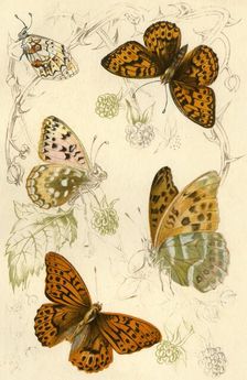 Fritillary butterflies, 19th century. Creator: Unknown