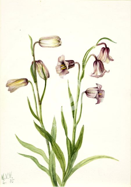 Fritillary (Fritillaria biflora), 1935. Creator: Mary Vaux Walcott.