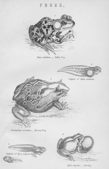Frogs 19th century. Creator: Unknown