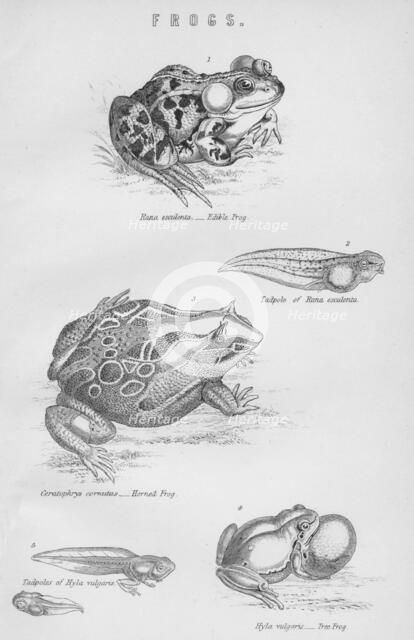 'Frogs', 19th century.  Creator: Unknown.