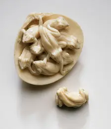 Frogs in Clamshell, Late 19th century. Creator: Unknown