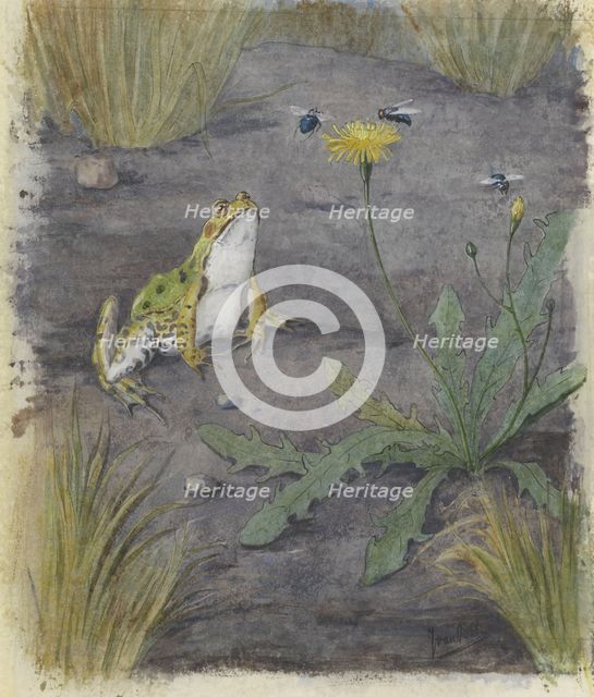 Frog by a Dandelion with Flies, c.1877-c.1938. Creator: Joan van Noort.