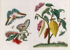 From the Book Metamorphosis insectorum Surinamensium, 1705. Creator: Merian, Maria Sibylla (1647-1717)
