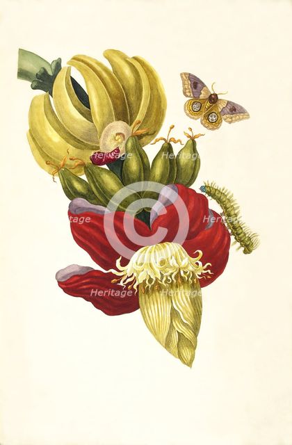 From the Book Metamorphosis insectorum Surinamensium, 1705. Creator: Merian, Maria Sibylla (1647-1717).