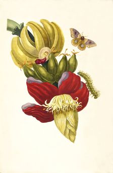 From the Book Metamorphosis insectorum Surinamensium, 1705. Creator: Merian, Maria Sibylla (1647-1717)