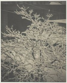 From the Back-Window "291" Snow-Covered Tree, Back-Yard, 1915. Creator: Alfred Stieglitz