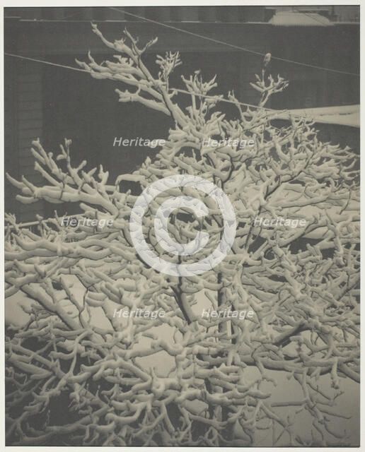 From the Back-Window "291" Snow-Covered Tree, Back-Yard, 1915. Creator: Alfred Stieglitz.